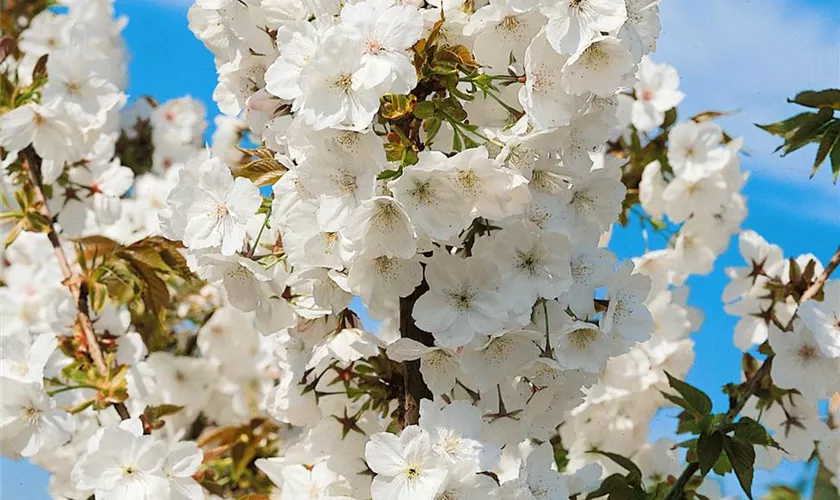 Prunus serrulata 'Fragrant Cloud'