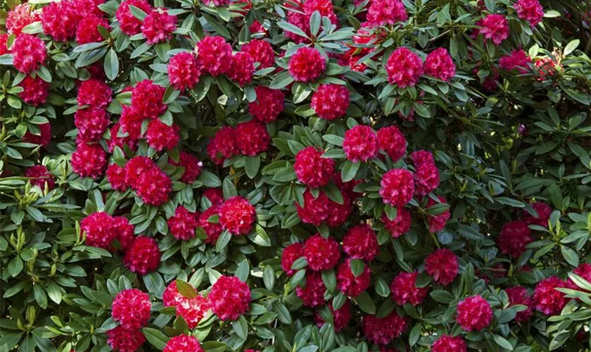 Rhododendron 'Caractacus'