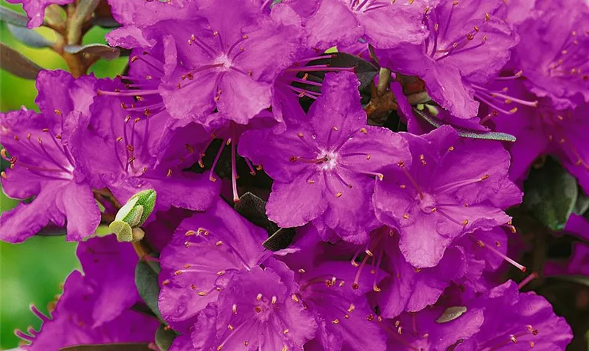 Kleinblättriger Rhododendron 'Purple Gem'