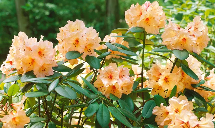 Rhododendron 'Mirabilis'