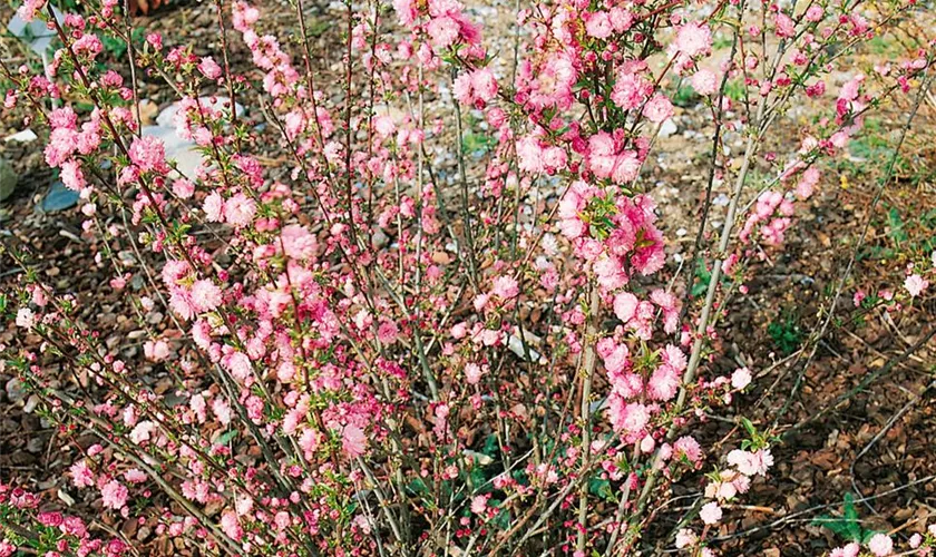 Ziermandel 'Rosea Plena'