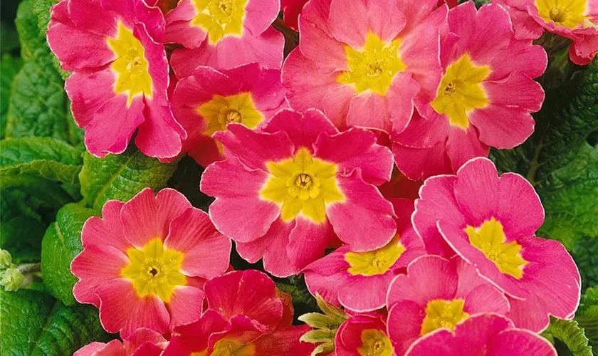 Primula elatior 'Peach Melba'