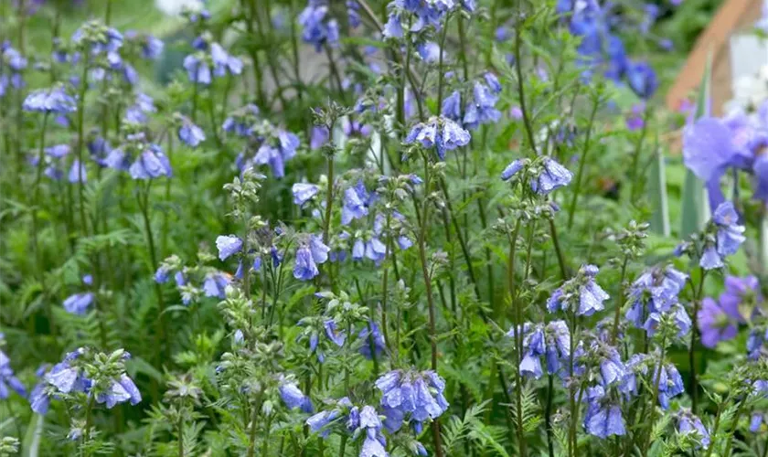 Garten-Jakobsleiter 'Bressingham Purple'