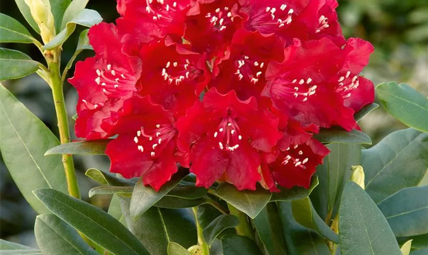 Rhododendron-Hybride 'Carolin Scholz'