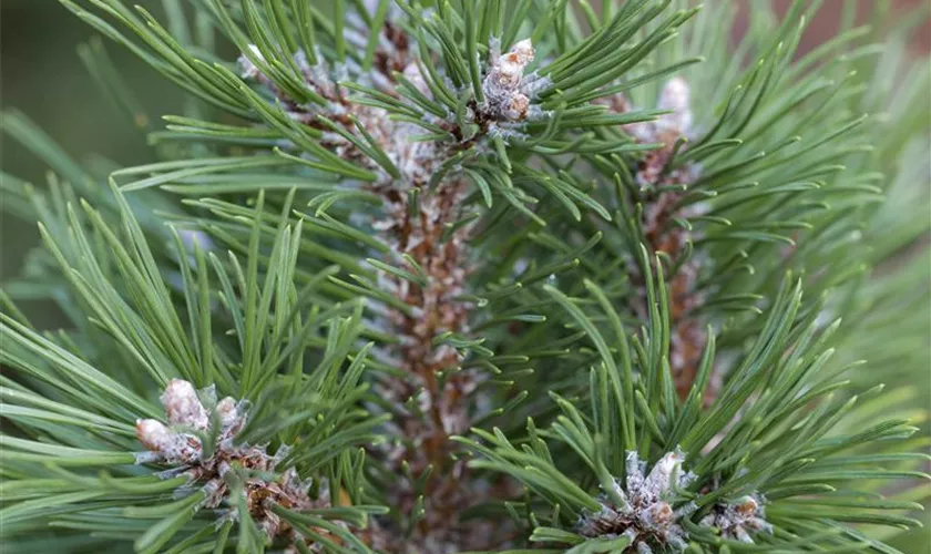 Pinus uncinata 'Grüne Welle'