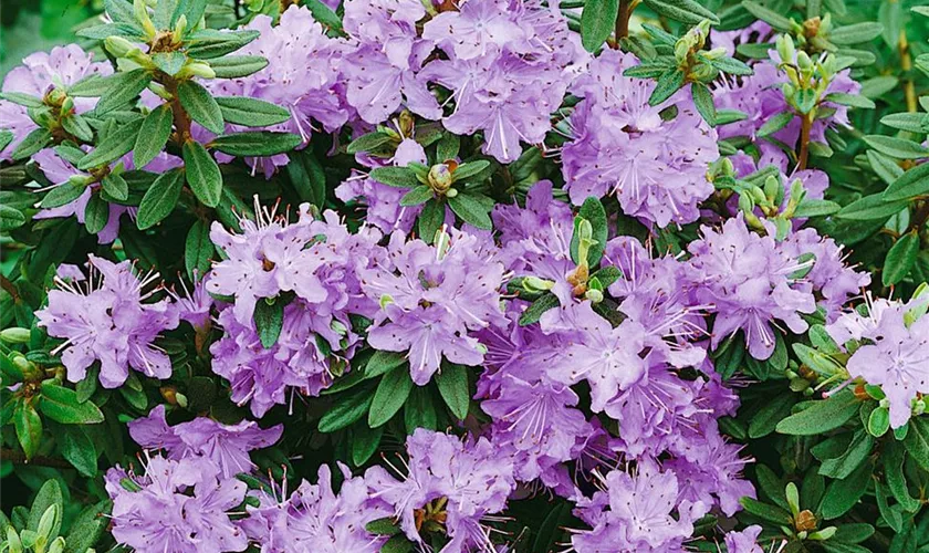 Kleinblättriger Rhododendron 'Select'