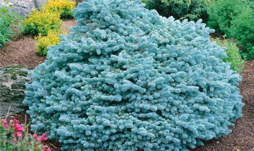 Picea pungens 'Vuyk'