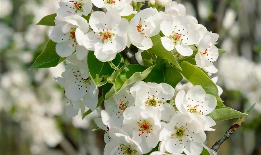 Pyrus communis 'Bonkreta Williams'