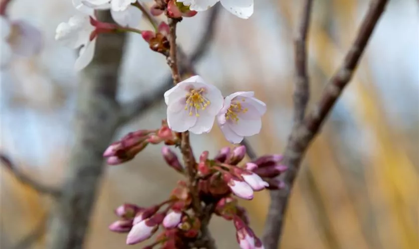 Prunus hillieri 'Spire', Stamm