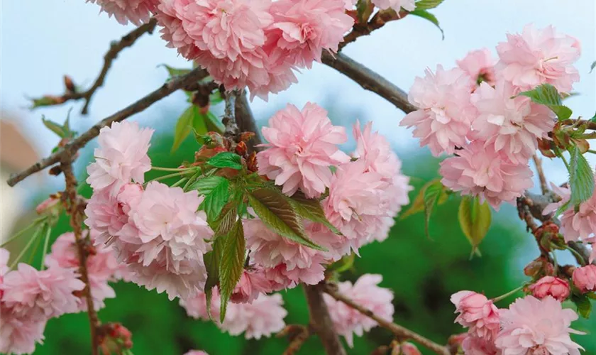 Prunus serrulata 'Kiku-shidare-zakura'