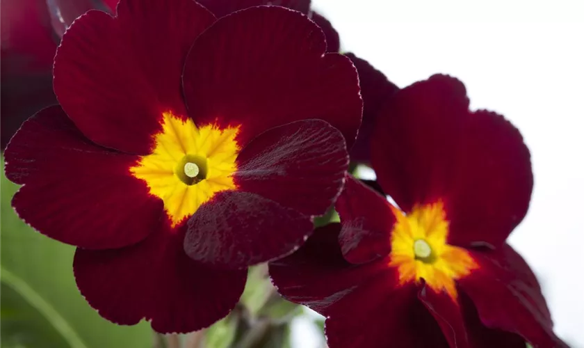 Primula elatior 'Rainbow Bordeaux'