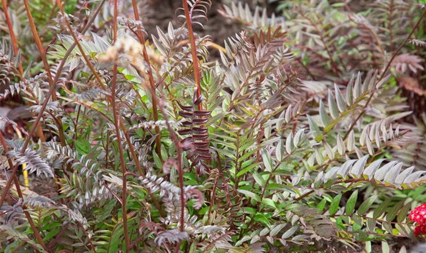 Garten-Jakobsleiter 'Purple Rain'