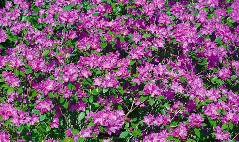 Rhododendron carolinianum