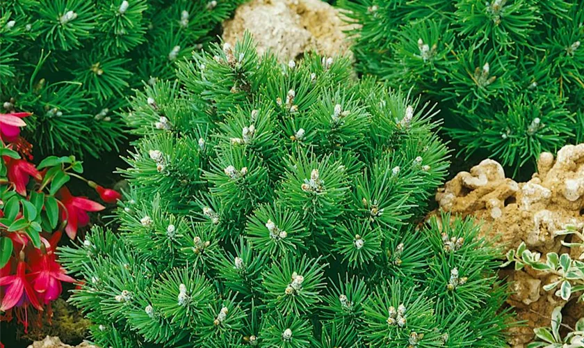 Pinus uncinata 'Süße Perle', Stamm