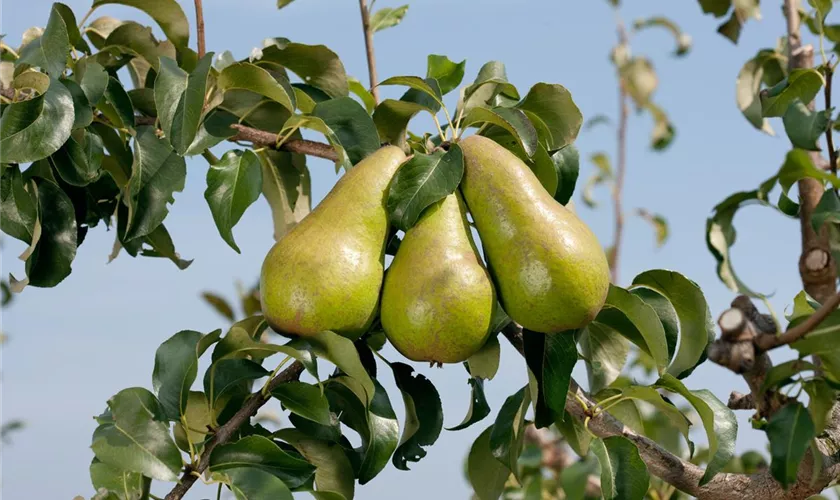 Pyrus communis 'Concorde'(s)