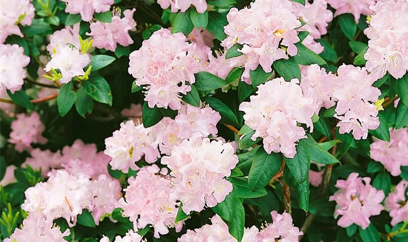 Karolina-Rhododendron 'Manitou'