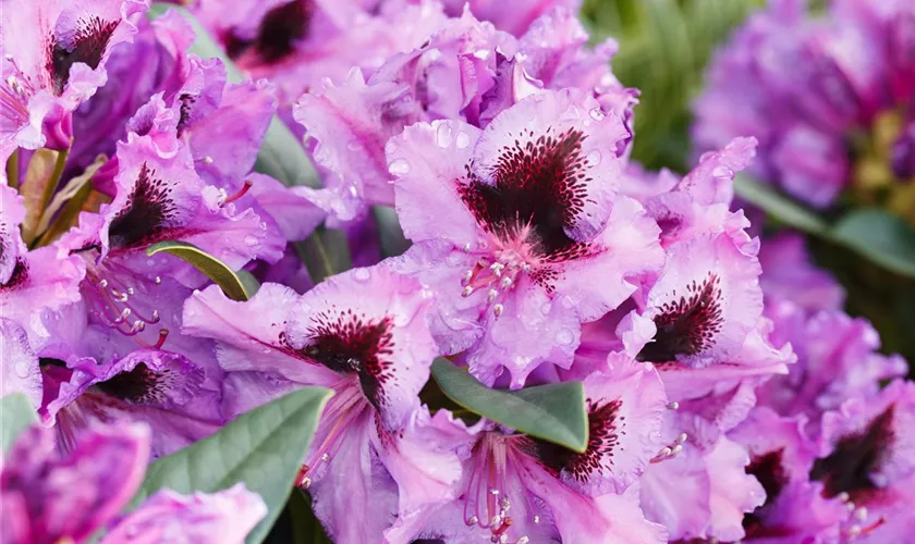 Rhododendron 'Mogambo'