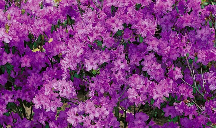 Rhododendron 'Purple Passion'