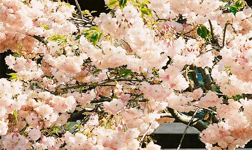 Prunus serrulata 'Shimidsu Sakura'