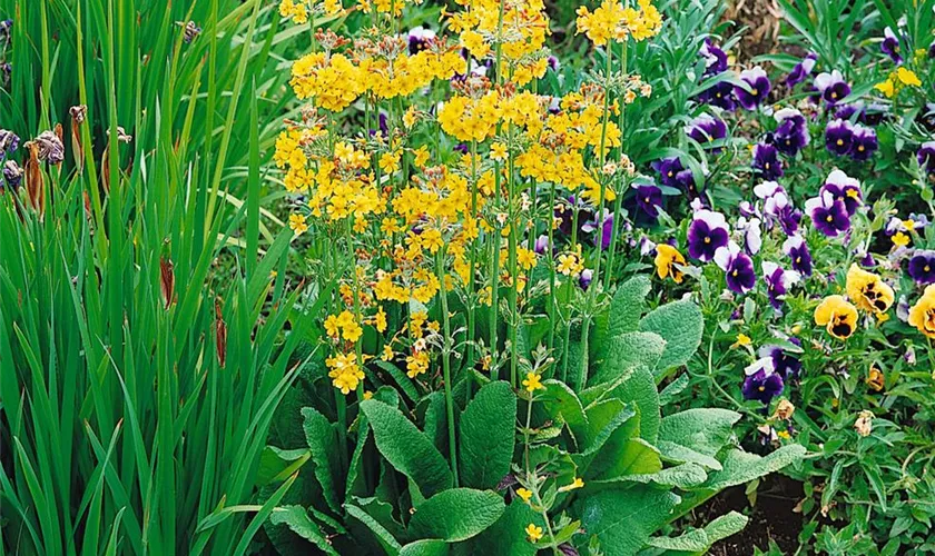 Primula floribunda