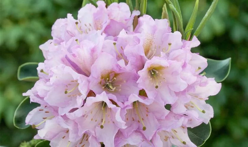 Rhododendron 'Albert'