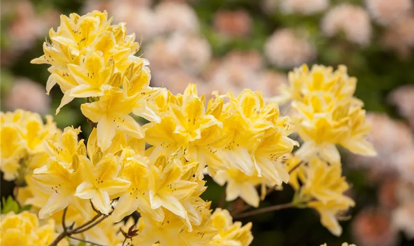 Sommergrüne Azalee 'Adriaan Koster'