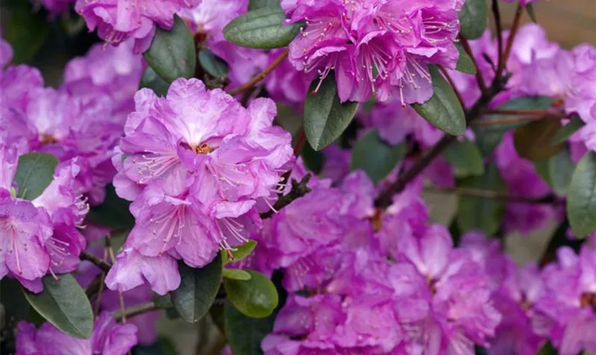 Karolina-Rhododendron 'P.J. Mezitt'