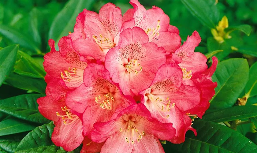 Rhododendron insigne 'Ariane'