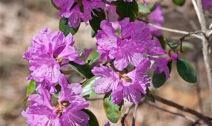 Karolina-Rhododendron 'P.J.M.Victor'