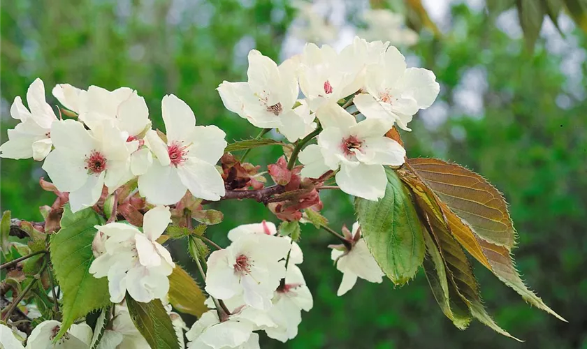 Prunus serrulata 'Ukon'