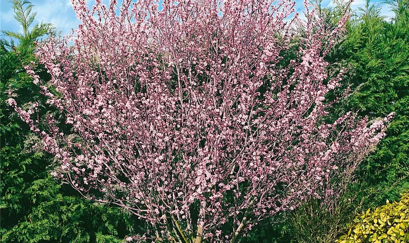 Prunus cerasifera 'Pissardii', Stamm