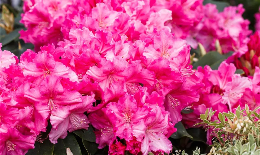 Rhododendron 'Caruso'®