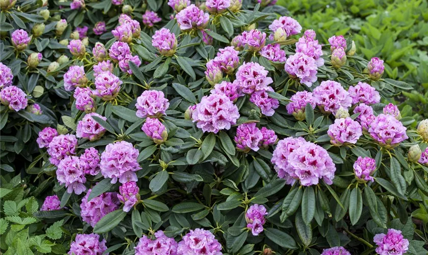 Rhododendron insigne 'Gräfin Sonja'