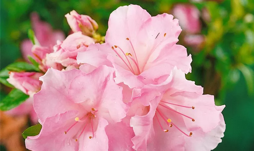 Rhododendron molle 'Candy Lights'