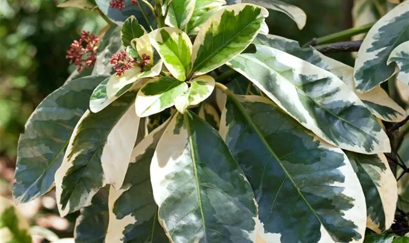 Pisonia umbellifera