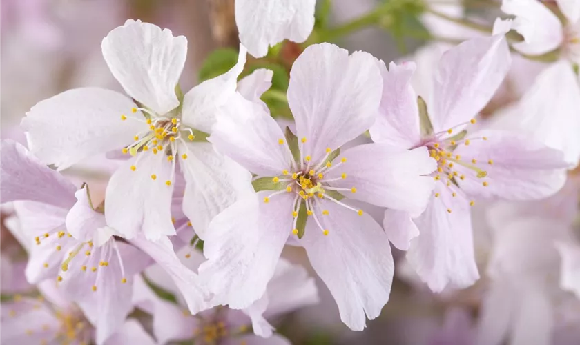 Prunus kurilensis