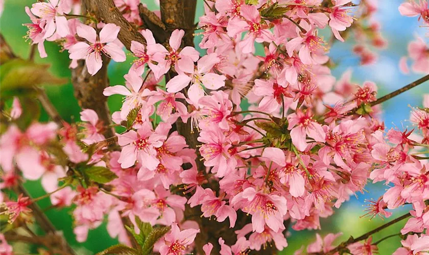 Prunus kurilensis 'Ruby'