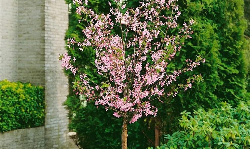 Prunus nipponica