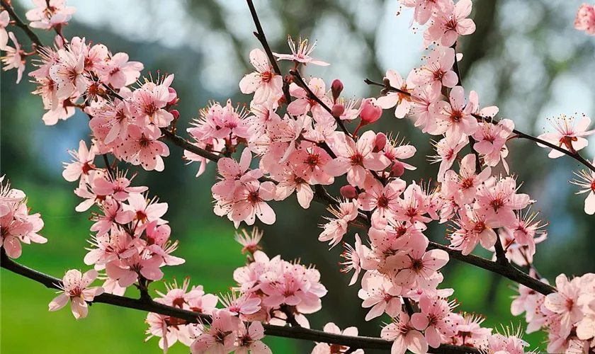 Prunus cerasifera 'Rosea'