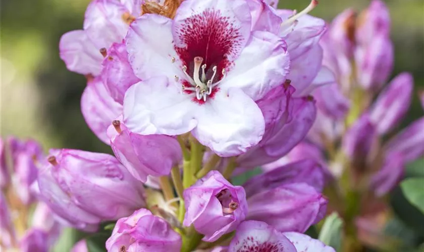 Rhododendron-Hybride 'Cassata'