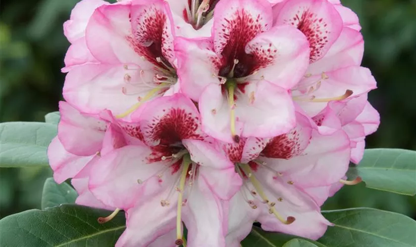 Rhododendron-Hybride 'Danuta'