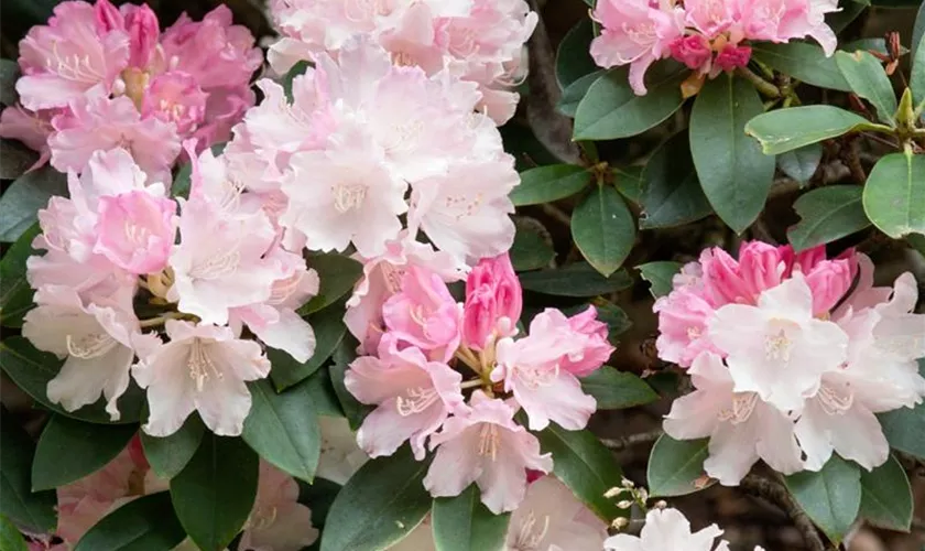 Yaku-Rhododendron 'Dekora'