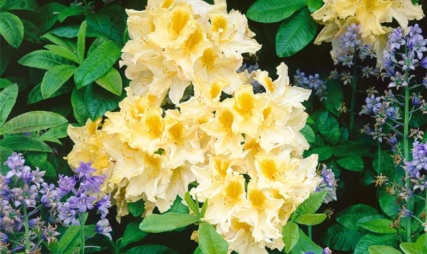 Rhododendron molle 'Comte de Qunicey'