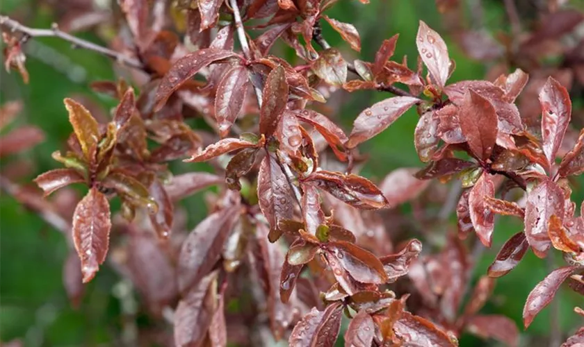 Schwarzdorn 'Purpurea'