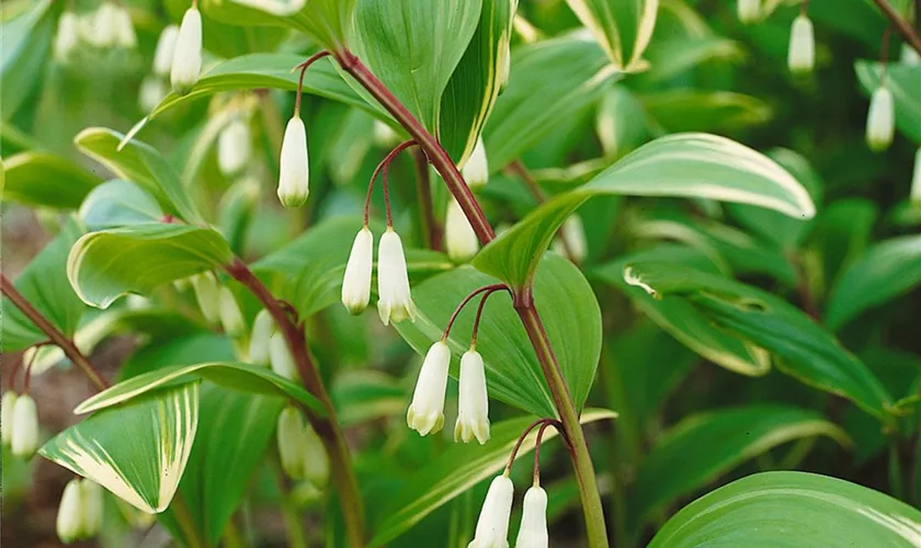 Buntblatt-Salomonssiegel