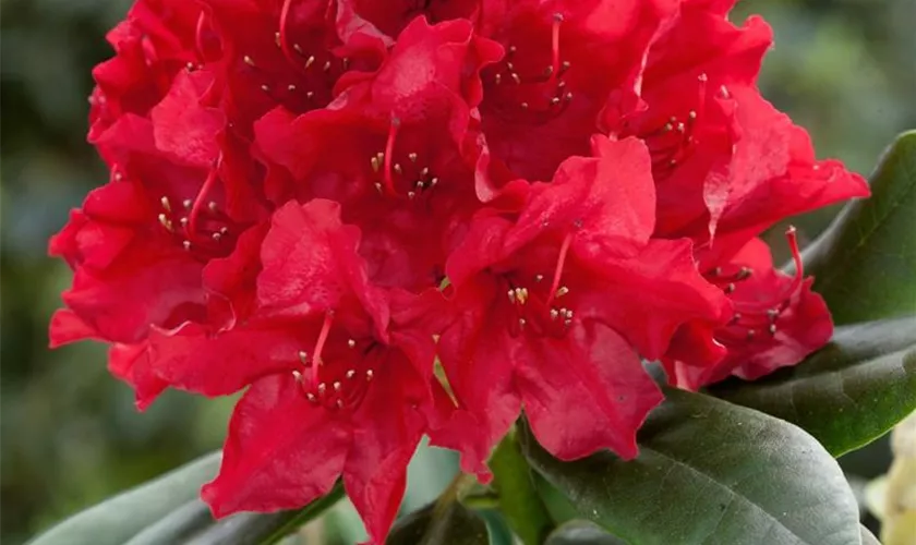 Rhododendron 'Blinklicht'®