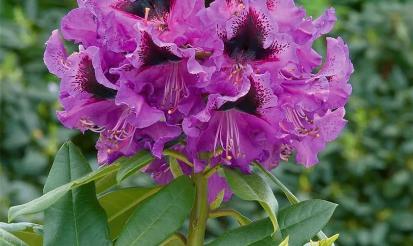 Rhododendron 'Ivory'