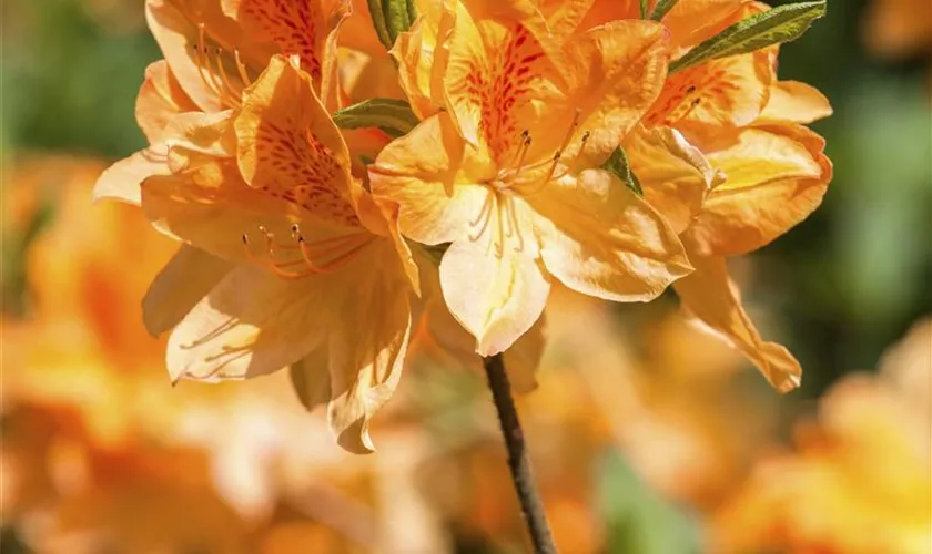 Rhododendron molle 'Doctor Reichenbach'