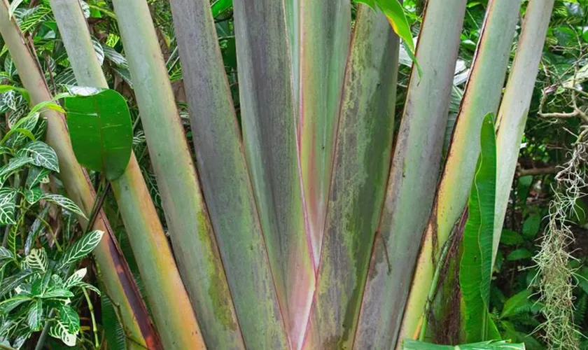 Ravenala madagascariensis