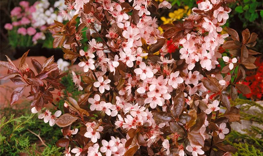 Prunus cerasifera 'Woodii'